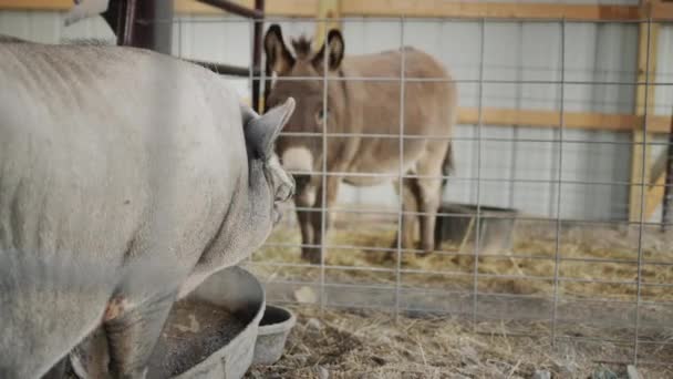 Un grand sanglier et un âne dans l'écurie des fermiers. Le sanglier mange la nourriture de l'abreuvoir — Video