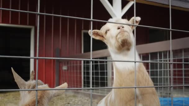 Портрет смешного козла, высокомерно смотрящего из-за забора сарая — стоковое видео