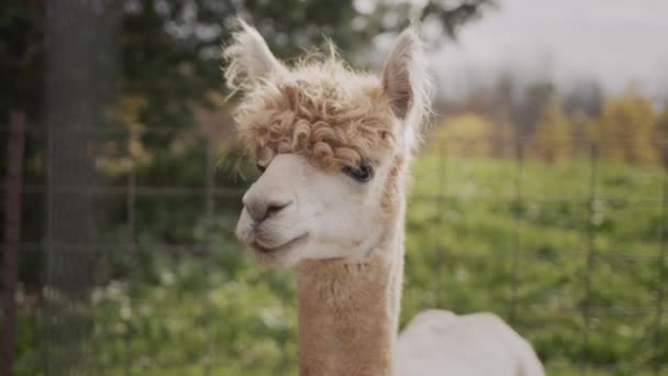 Portrait of a cute alpaca on a farm. — Stock Video