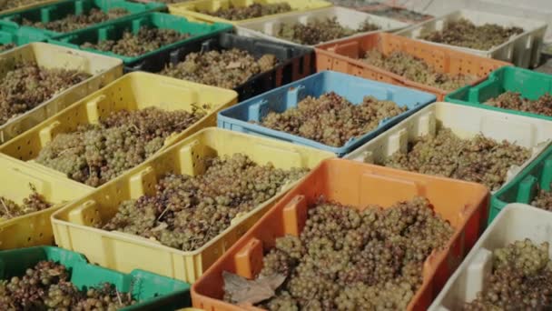 Hasat edilen üzüm hasadıyla dolu bir sıra kutu. Beyaz şarap üretimi — Stok video