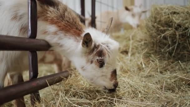 Козы и козы едят сено в сарае, просунув голову через забор.. — стоковое видео