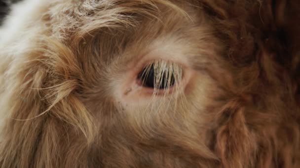 Detailní záběr oka mladého býka na farmě. Vypadá to jako nadýchaná rohožka — Stock video