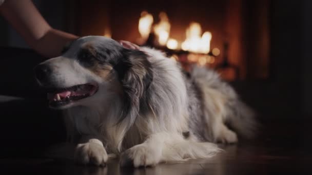 El dueño acaricia a su perro, que está acostado en el suelo sobre el fondo de la chimenea. Confort y calidez para las vacaciones de Navidad — Vídeo de stock