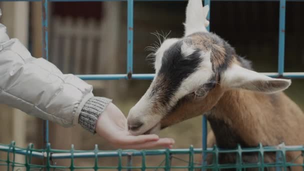 Een kind deelt iets lekkers uit aan een geit die het opeet door een hek op de boerderij.. — Stockvideo