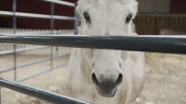 En vit åsna tittar in i kameran genom ett staket på en gård. — Stockvideo