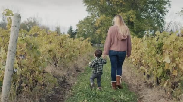 女は息子を手で導き、ぶどう畑を歩いている。赤ん坊はリンゴを食べる。バックビュー — ストック動画