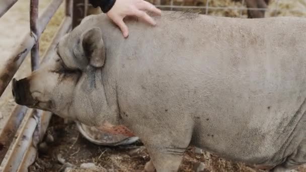 Bir çiftçi kocaman gri domuzunu okşar.. — Stok video