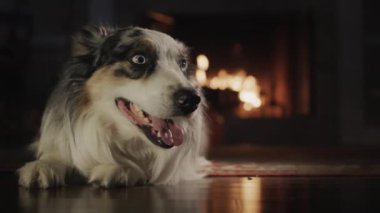 Şirin bir Avustralyalı çoban köpeği portresi, şöminenin önünde Nedelya 'nın evinde yerde yatıyor..