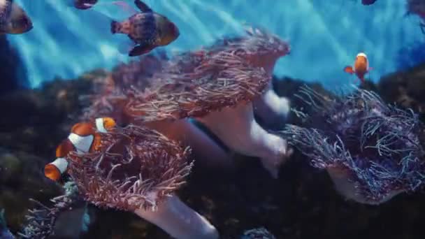 Рыба-клоун плавает в анемоне хозяина. 4k видео — стоковое видео