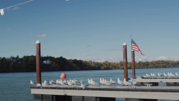 Um bando de gaivotas descola do cais onde pendura a bandeira americana. Outono no Lago Ontário nos ESTADOS UNIDOS, o fim da temporada turística — Vídeo de Stock