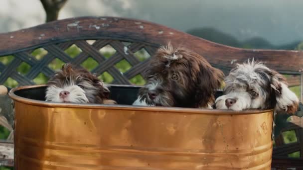 A basket with a few cute puppies is on a bench in the yard of the house — Stock video