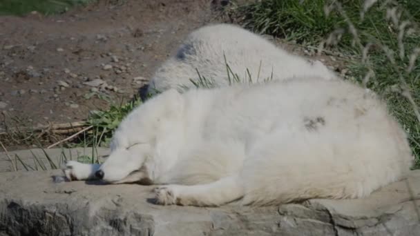 Two Arctic foxes sleep next to each other — Stock video