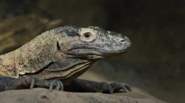 Heybetli Komodo ejderhasının portresi. Nadir bulunan bir hayvan türü.