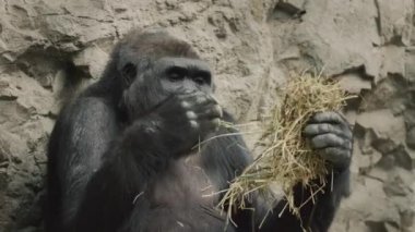 Büyük bir goril kuru ot yer, sırtını kayaya yaslar.