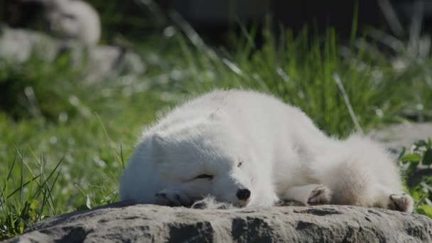 El zorro ártico despierta y mira a su alrededor. Videos divertidos con animales — Vídeo de stock