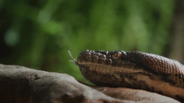 Het hoofd van een grote gereconstrueerde python op een boomtak. Steekt tong uit — Stockvideo