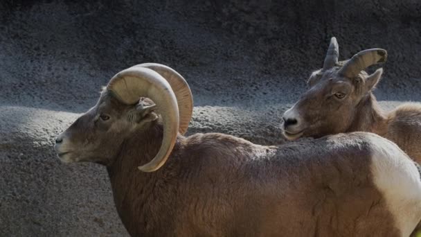 A pair of goats - male and female against the background of rocks — Stockvideo