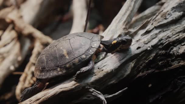 Spotted Turtle βρίσκεται στις ρίζες ενός τεράστιου δέντρου — Αρχείο Βίντεο