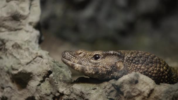 Amazing Dumerils monitor sits in the rocks, blending into the background. The Dumeril lizard is a species of lizards from the monitor lizard family. — Stock video