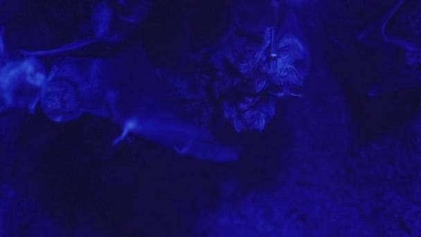 Una colonia de murciélagos vampiros colgando boca abajo en una cueva — Vídeos de Stock