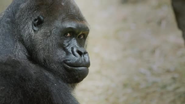 Portrait of a large male gorilla, side view — стоковое видео