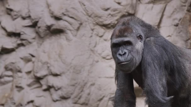 A large male gorilla chews something, sitting against a background of rocks — Stock Video