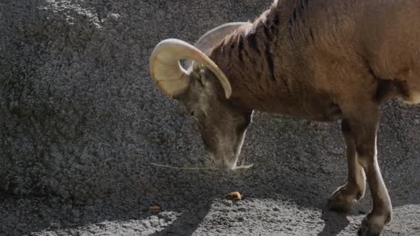 A lone goat tries to eat dry grass near a cliff — Stockvideo