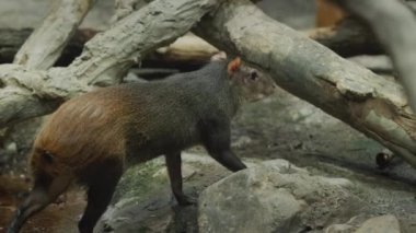 İnanılmaz Brezilyalı Agouti büyük bir ağacın konilerinin altında yürüyor..