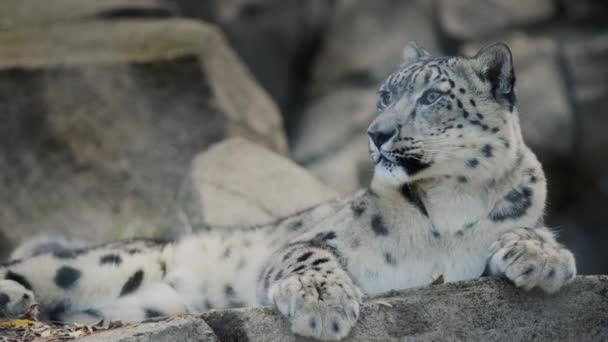 Kayalıklarda dinlenen kar leoparı. Kar leoparı Orta Asya dağlarında yaşayan kedi familyasının büyük yırtıcı bir memelisidir.. — Stok video