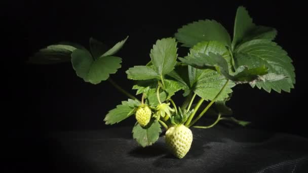 Strawberry berry matures and rots on the bush — Stock video