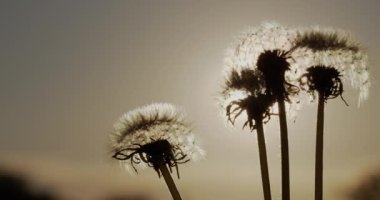 Bir buket karahindiba tohumlarını batan güneşin arka planına savurur.