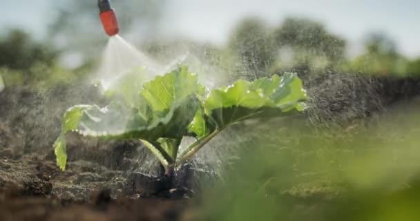 Close-up shot: Verwerking van kool spruiten met pesticiden. Trage beweging 4k video — Stockvideo