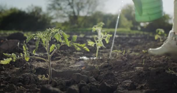 Een boer die een nieuw geplante tomatenzaailing water geeft in een veld — Stockvideo