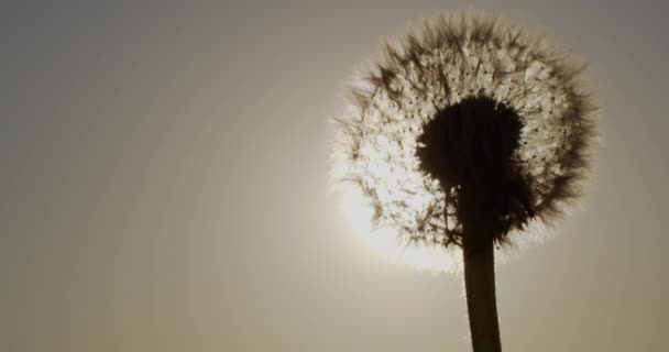 Against the background of the solar disk, the seeds are blown away from the dandelion — Stockvideo