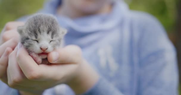 Childrens hands hold a small gray kitten — Wideo stockowe