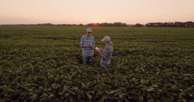 Üst görünüm: Çiftçiler gün batımında tarlada çalışıyorlar, tartışıyorlar, tablet kullanıyorlar