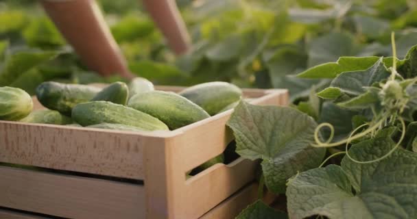 The farmers hands tear off ripe cucumbers and put them in a box.