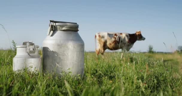 牧草地で牛の放牧、牛乳のための前景の缶で — ストック動画
