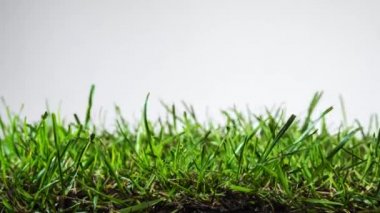Green grass grows on a white background. Long time lapse