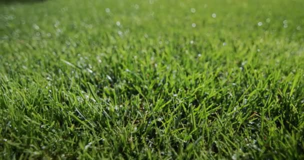 Gotas de lluvia caen sobre un césped verde aseado. — Vídeos de Stock