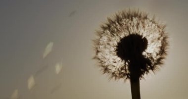 Silhouette of dandelion from which the seeds are blown away against the background of the solar disk
