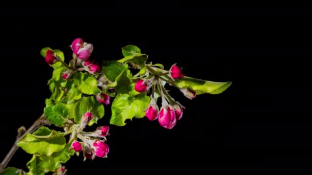 Квіти цвітуть на гілці яблуні - прихід весни. Зупинити проміжок часу руху відео — стокове відео