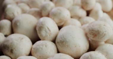 Plenty of fresh mushrooms - ingredient of delicious dishes
