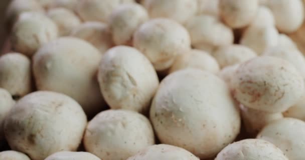 Plenty of fresh mushrooms - ingredient of delicious dishes — Video Stock