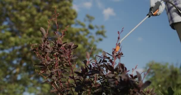 The farmer works with the preparation of the barberry bush — Stockvideo