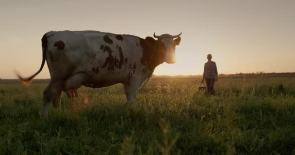 Силует фермерки, що стоїть у пасовищі біля корови. На заході сонця — стокове відео