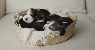 Cute Beagle Puppies in a Basket