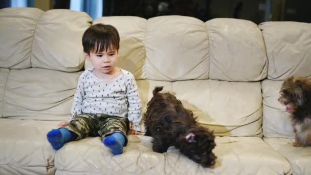 A two-year-old kid sits on the couch, next to him are two small puppies — Stok video