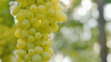 A close-up of the grapes that ripen on the vine