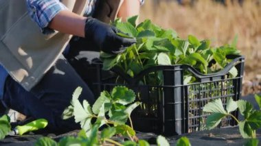 Woman in gloves planting strawberries in her garden, only the hands are visible in the frame